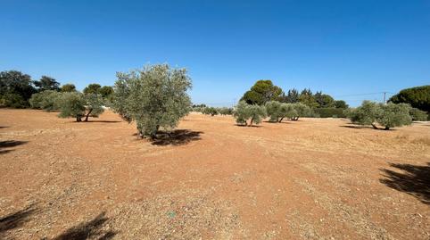 Photo 2 of Land for sale in Carretera Yedra, Baeza, Jaén