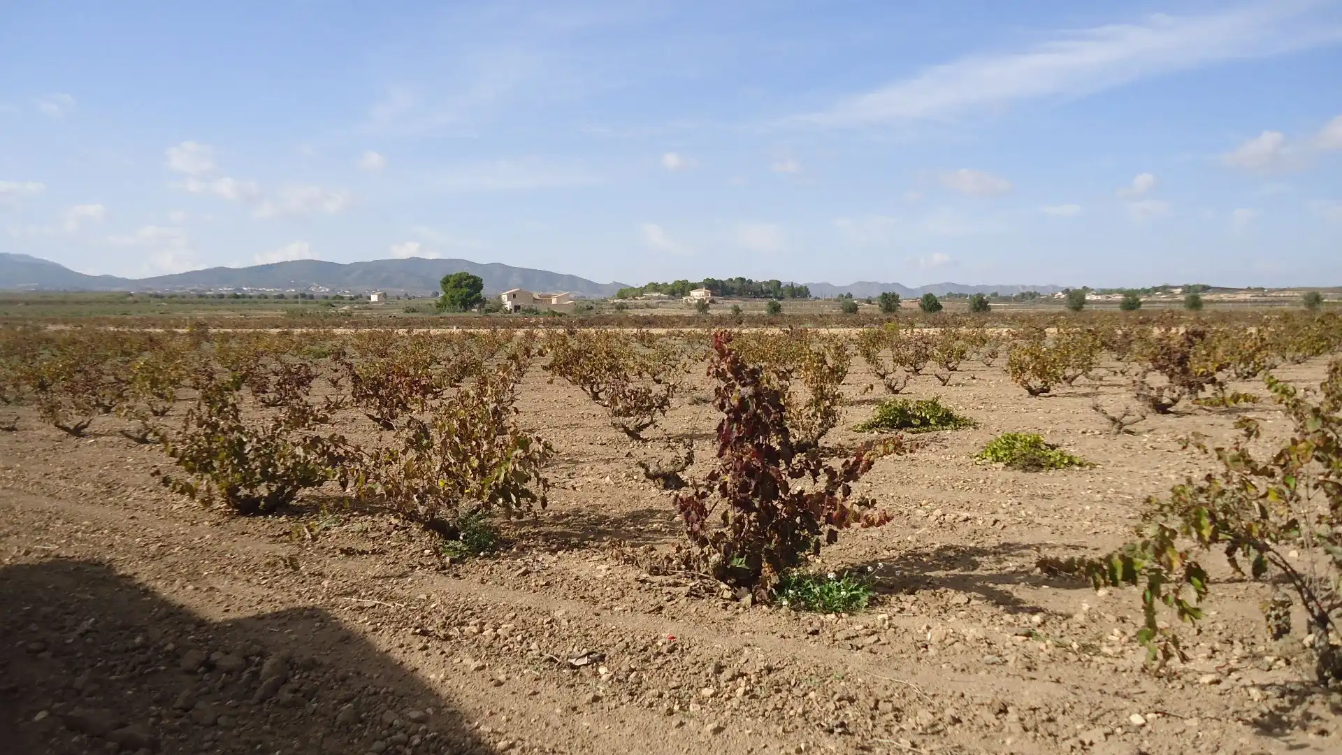 Terreno rústico en venta en El Pinós / Pinoso