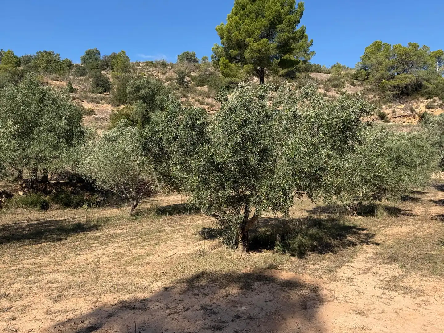 Residencial en venta en El Pinell de Brai