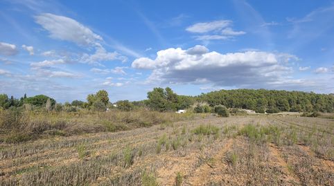 Finca de cultivo zona tranquila, immagine 2