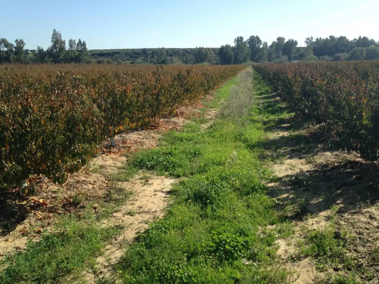 Land for sale in Villar de Rena