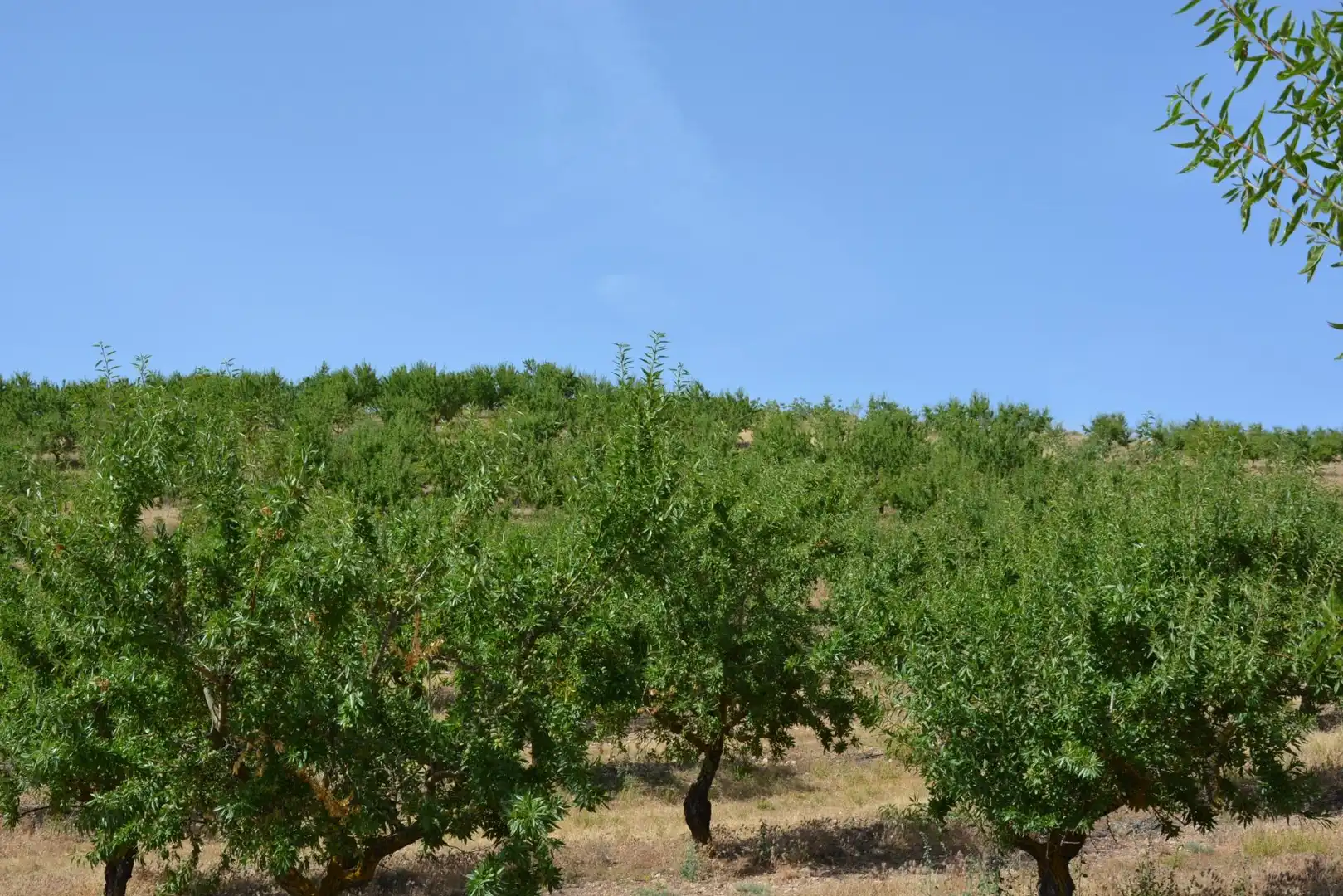 Land for sale in Padul