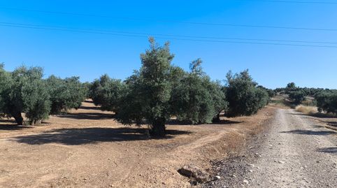 Finca de olivares centenarios de riego, imatge 3