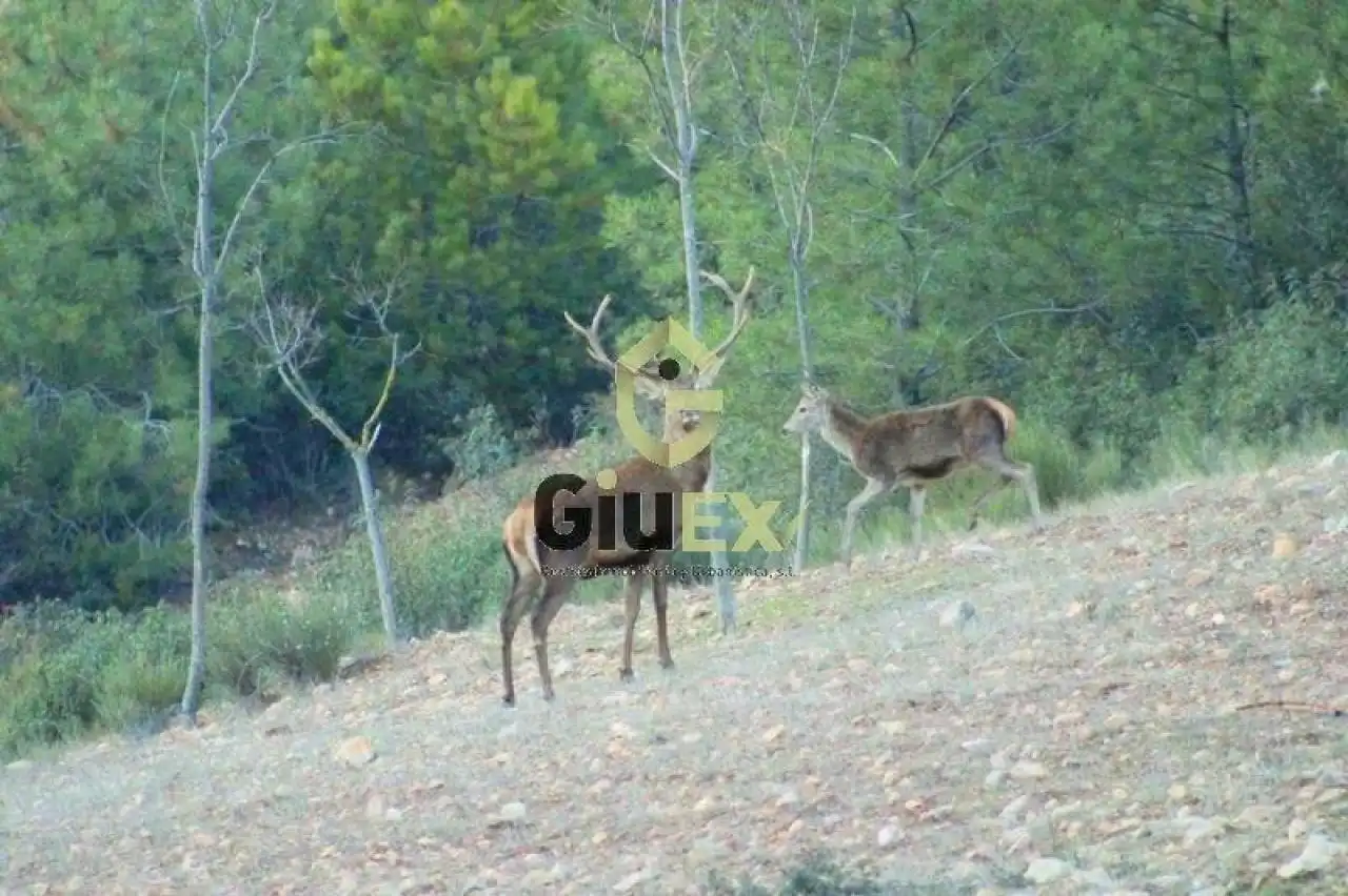 Terreni e lotti in vendita a Cañaveral, imagen 3