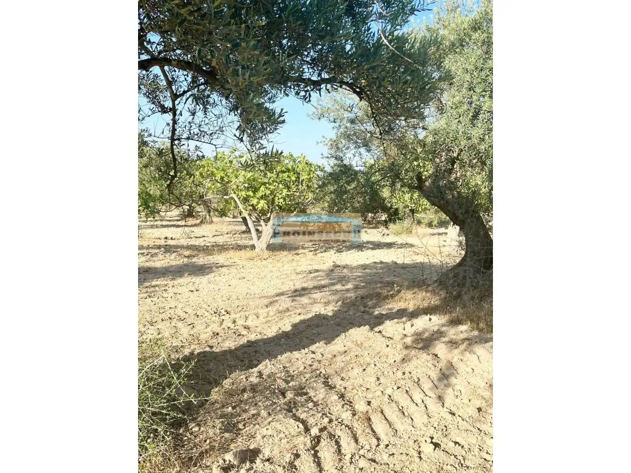 Terreno rustico in vendita a Ardelejos - Cuesta de la Palma - Buenavista, imagen 2