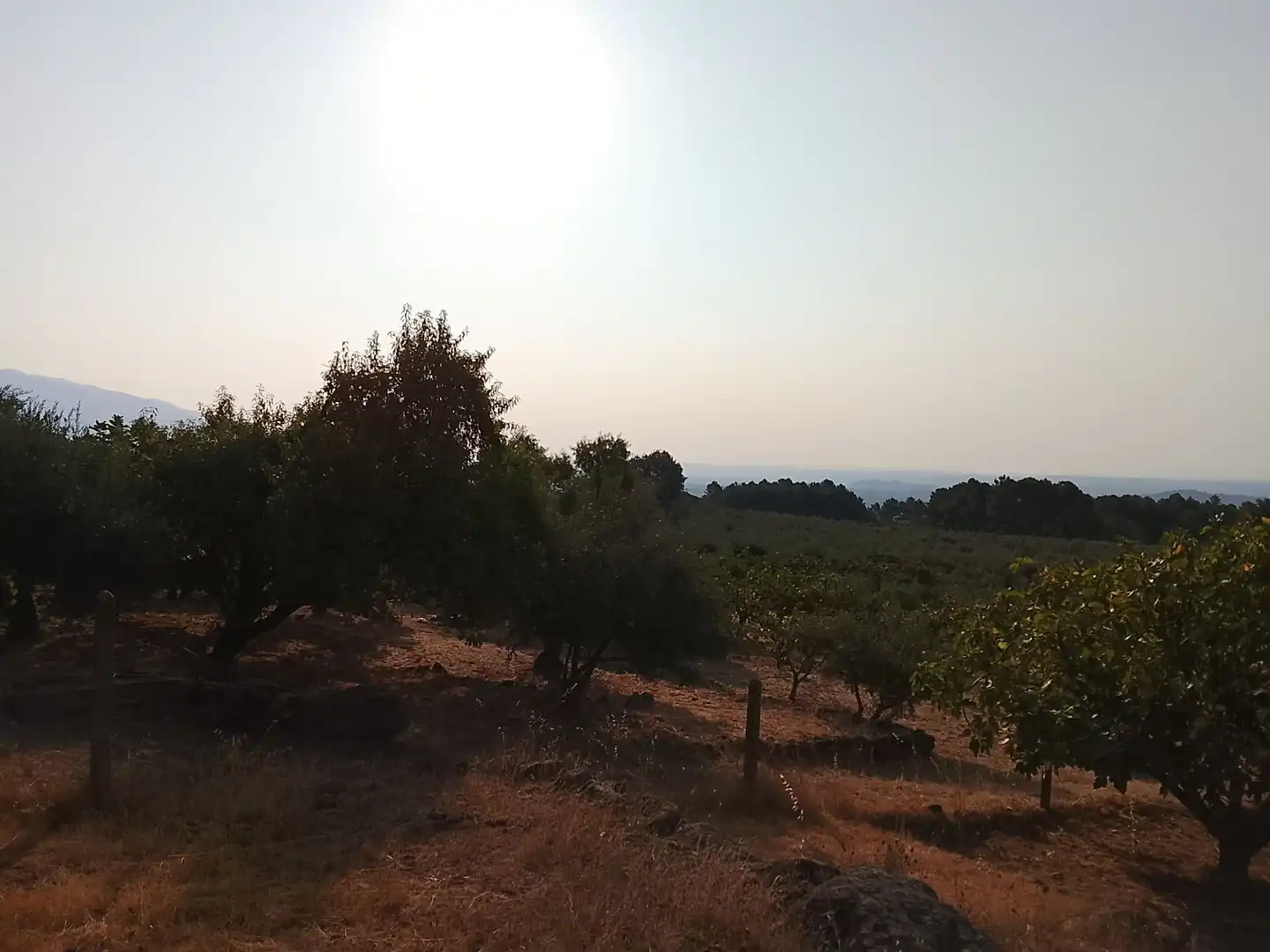 Terreny en venda en Madrigal de la Vera