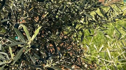 Finca de olivar tradicional, parcialmente llana, immagine 2