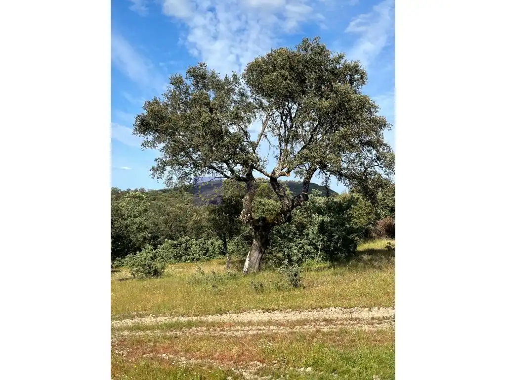 Casa o chalet en venta en Herguijuela