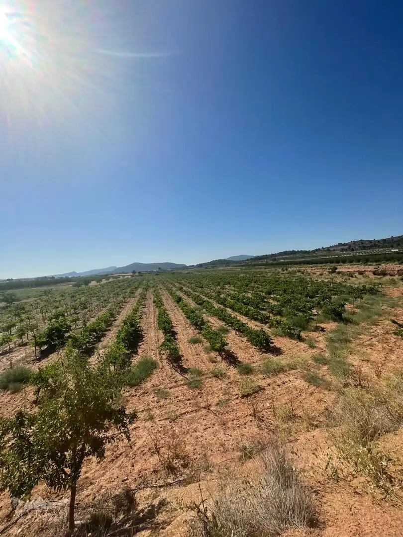 Terreno residencial en venta en El Pinós / Pinoso, imagen 24