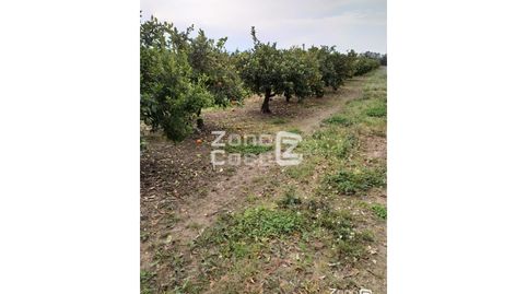 Finca Rustica  Venta Algemesí