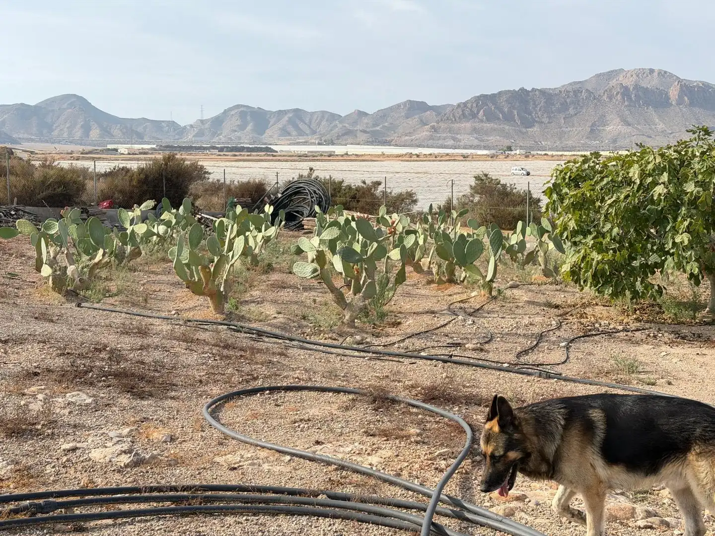 Garten von Haus zum Verkauf in Pulpí pueblo