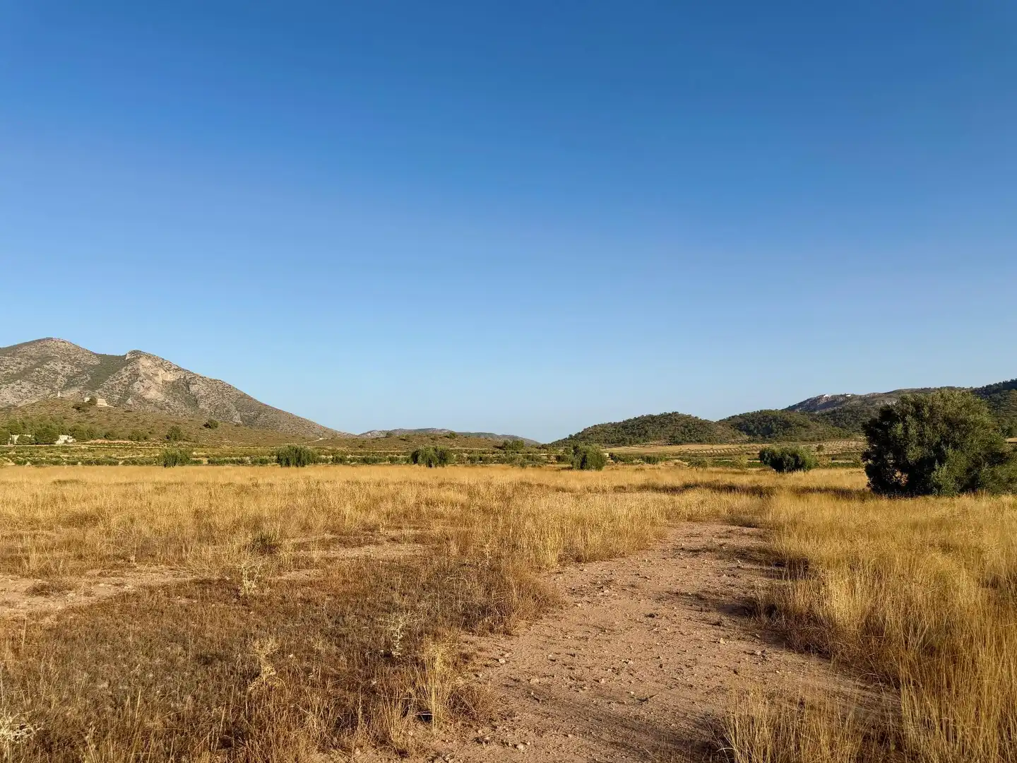 Rural land for sale in Algueña