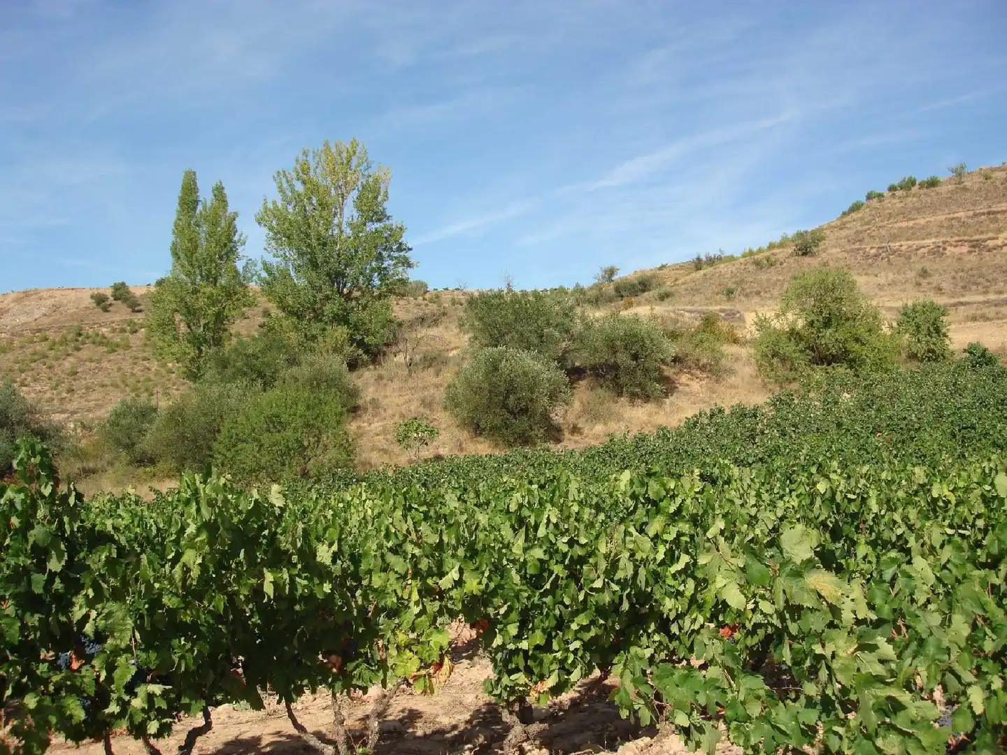Terreny rústic en venda a Villamediana de Iregua, imagen 2