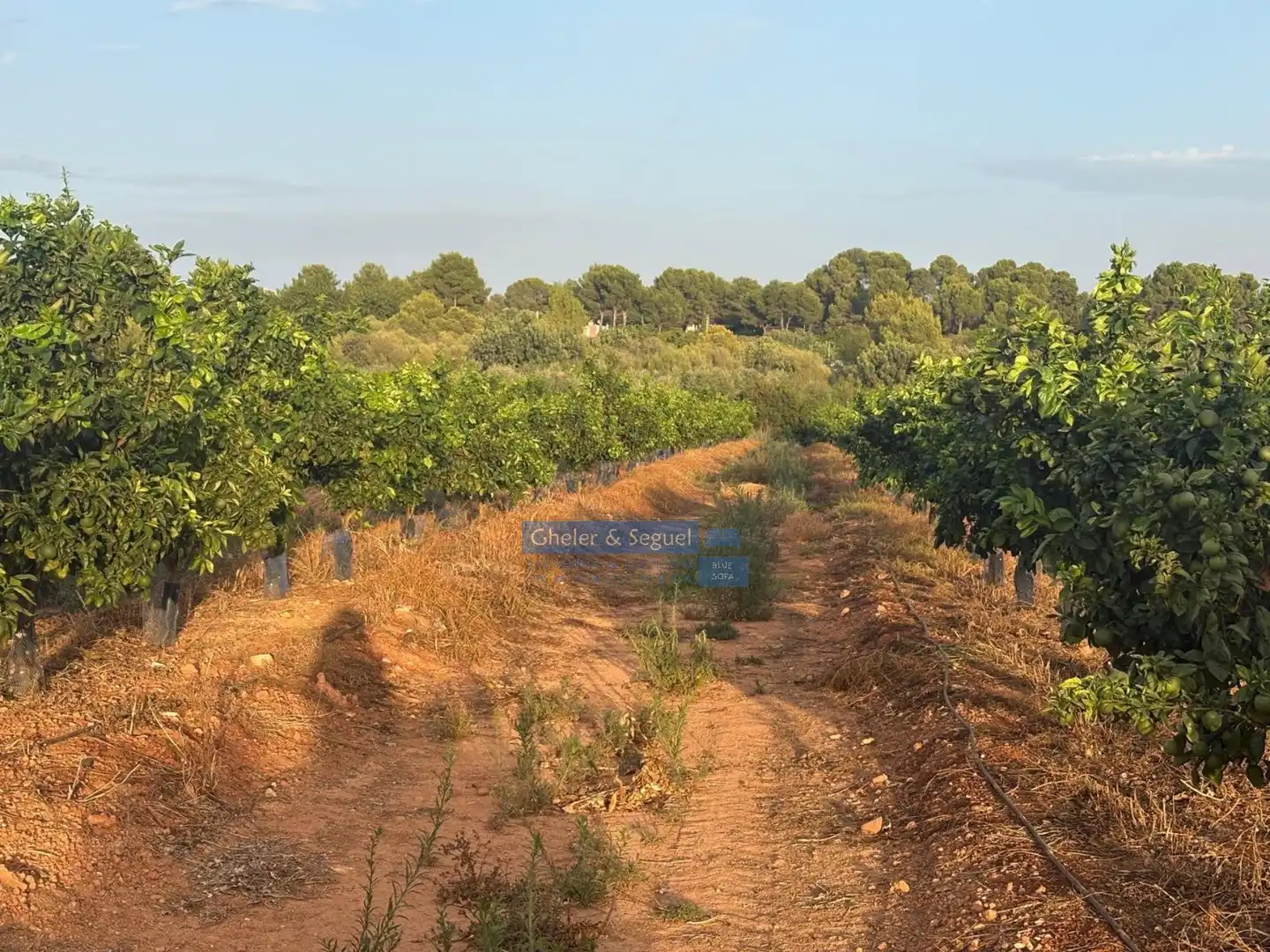 Terrenos y solares en venta en Algímia de Alfara, imagen 8