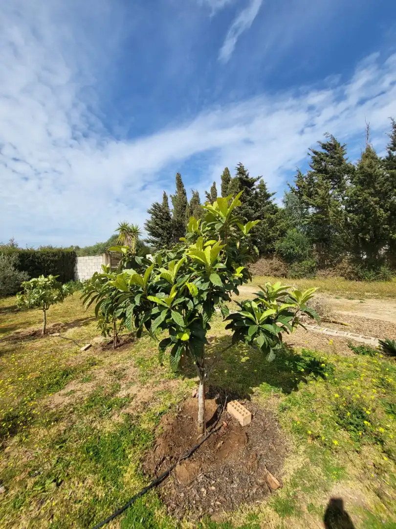 Finca rústica en venda en Medina Sidonia amb Calefacció, Jardí privat i Terrassa