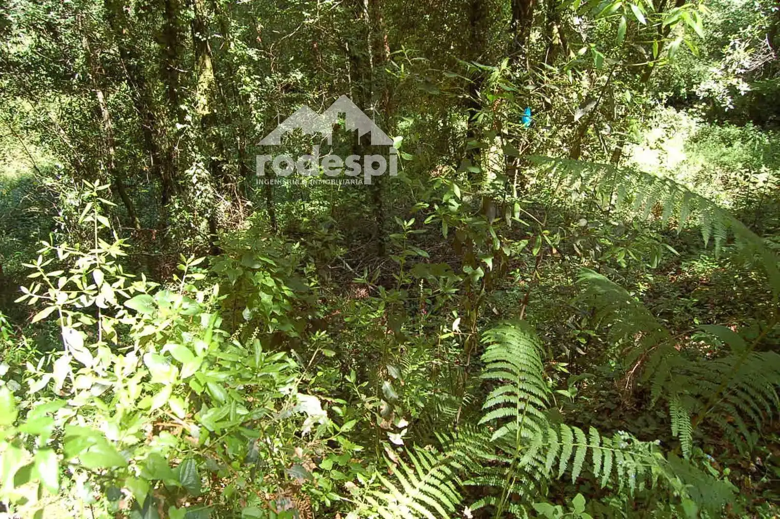 Terrain rustique à vendre à Salvaterra de Miño, imagen 5