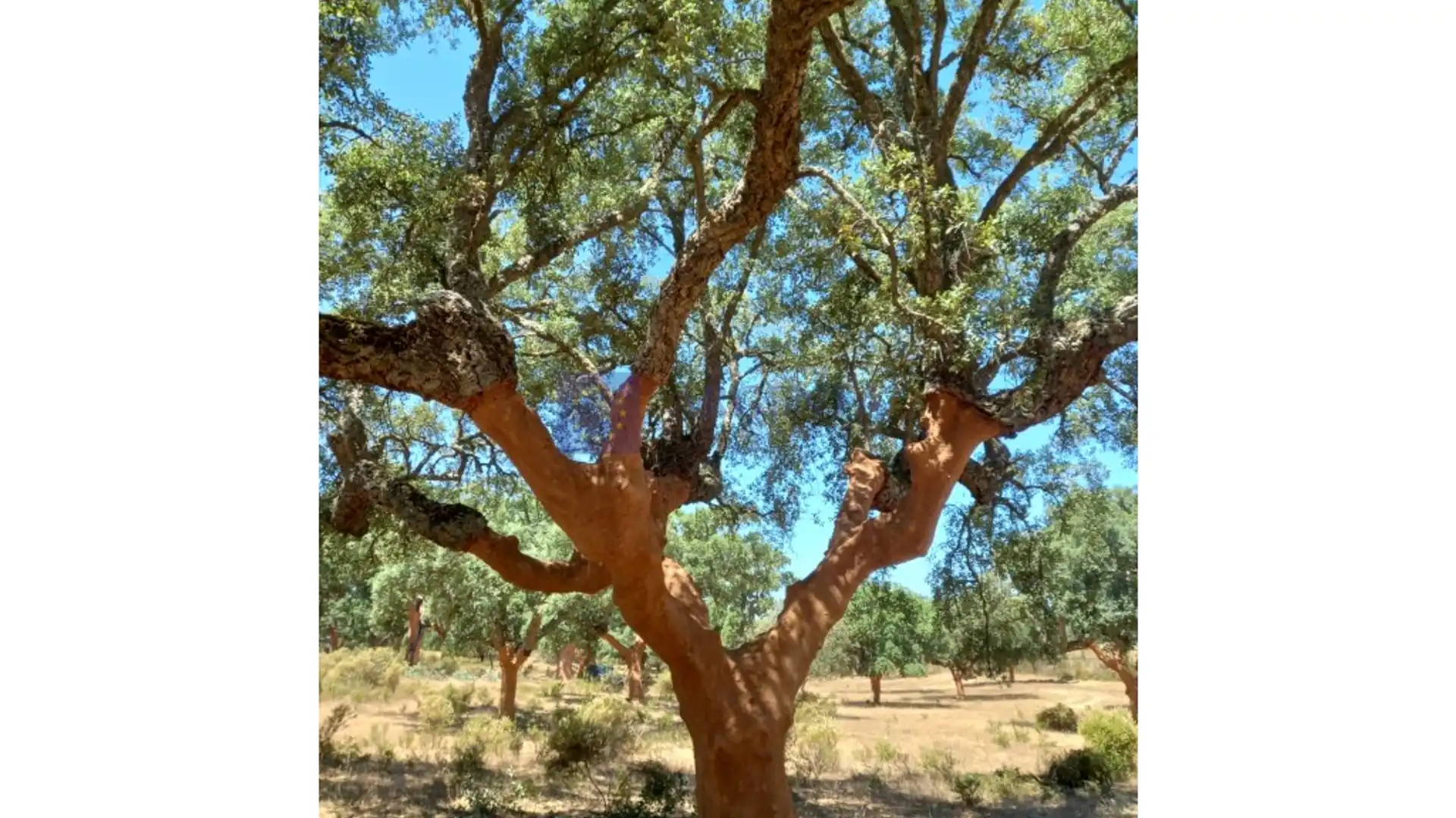 Jardín de Casa o chalet en venta en Badajoz Capital