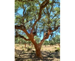 Garden of Country house for sale in Badajoz Capital