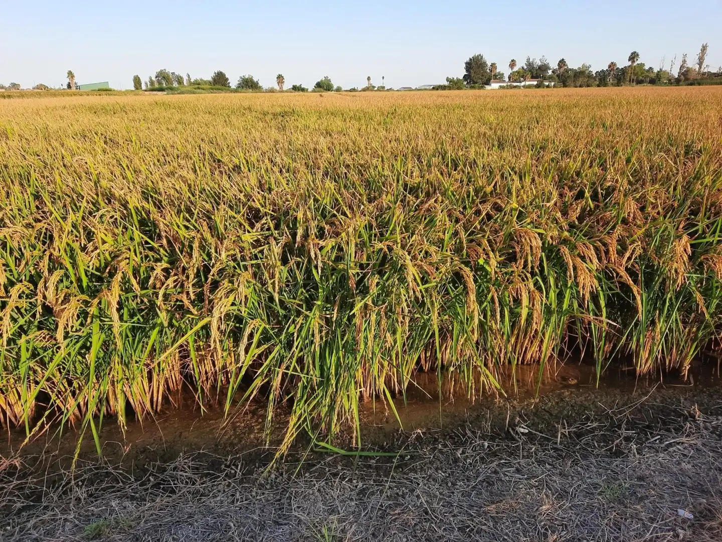 Terrain rustique à vendre à Eucaliptus- Poble Nou del Delta, imagen 5