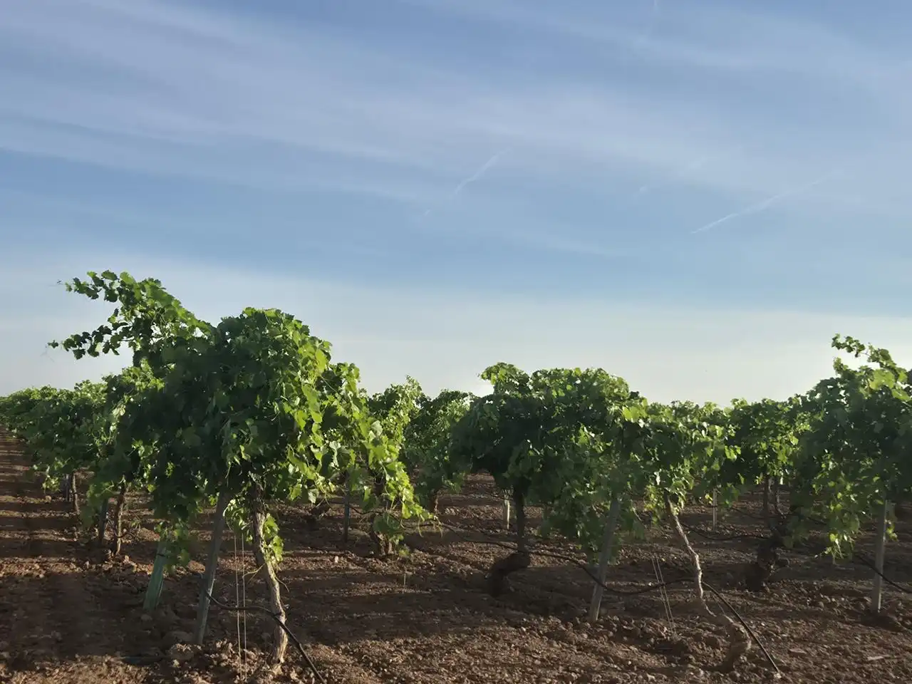 Terreno rustico in vendita a AGRICOLA, imagen 4