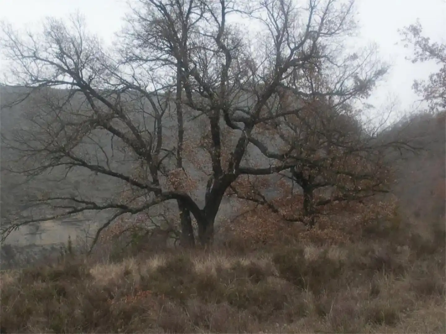 Finca rústica en venda en Sant Esteve de la Sarga, Lleida