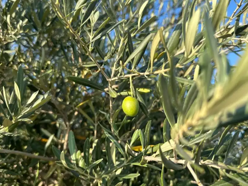 Jardín de Terreno en venta en Madrid