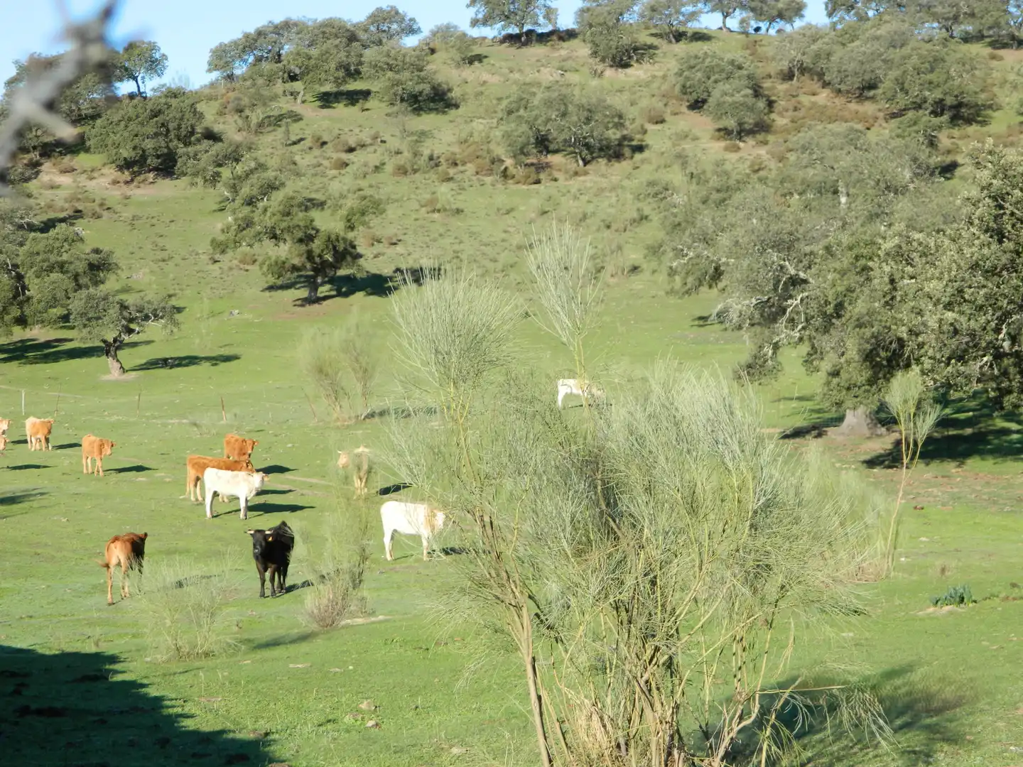 Rural land for sale in La Hispanidad - Verdeluz, imagen 10