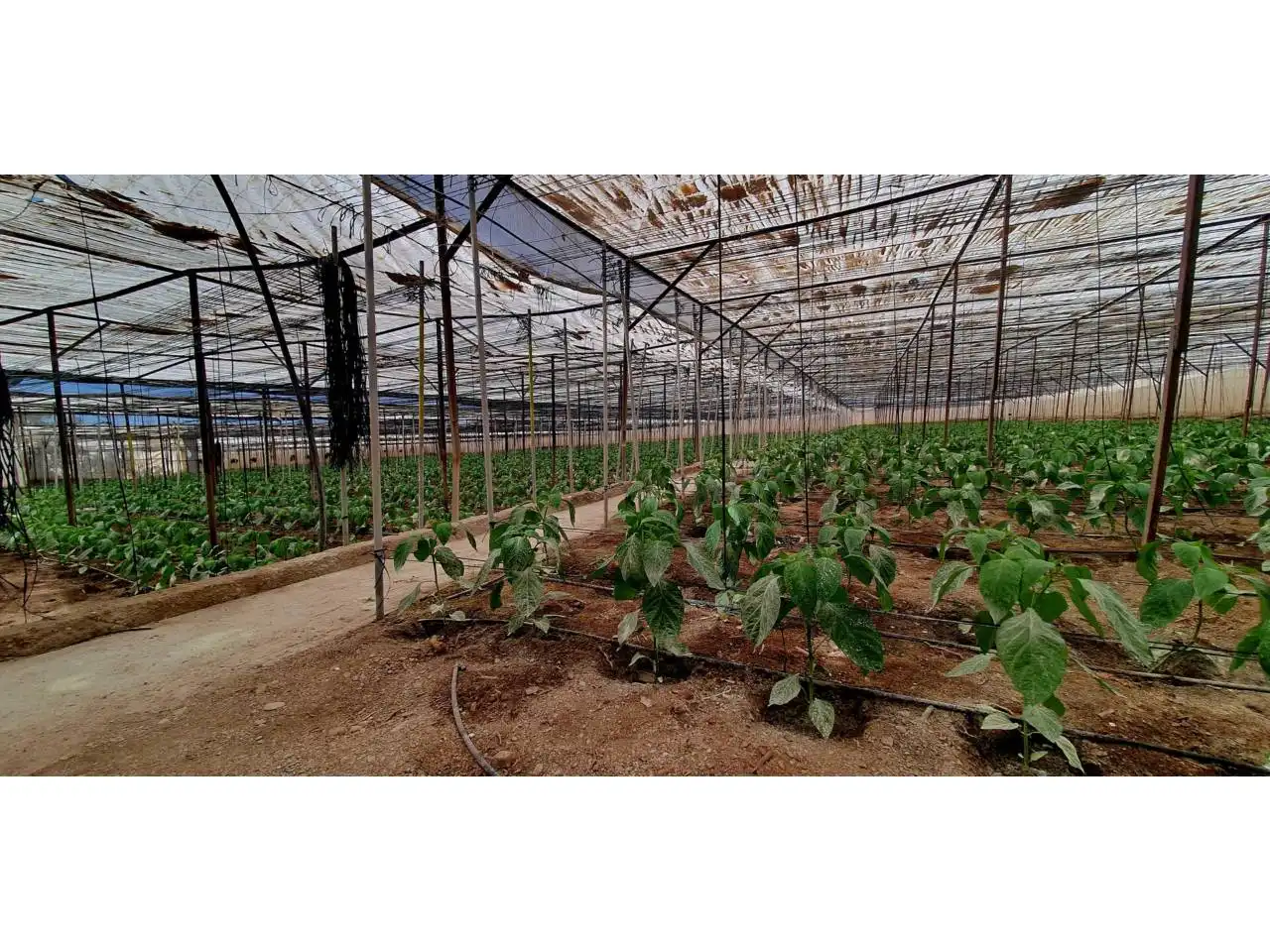 Jardín de Finca rústica en venta en Aguadulce
