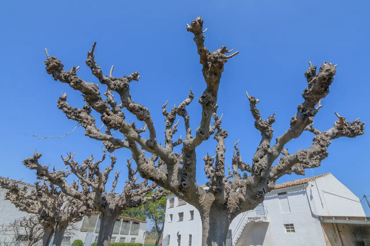 Vista exterior de Finca rústica en venda en Manresa amb Calefacció, Jardí privat i Traster