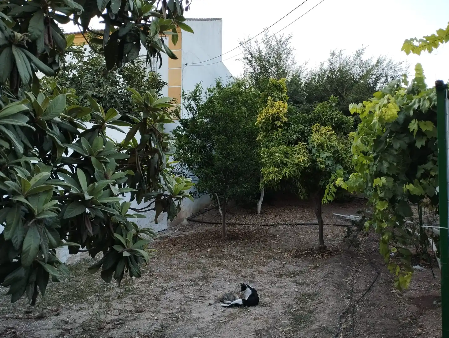Terrain résidentiel à vendre à Cabra, imagen 6