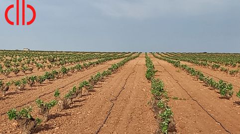 Finca De Viña Baja Y Almendros Todo Regadio