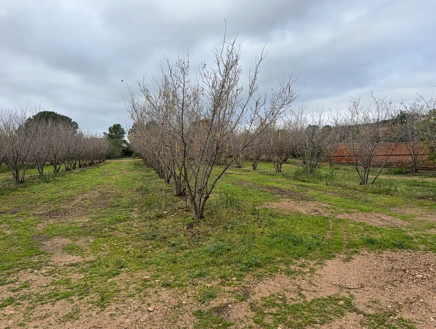 Terrain rustique à vendre à Carretera a la Maso 1G, imagen 23