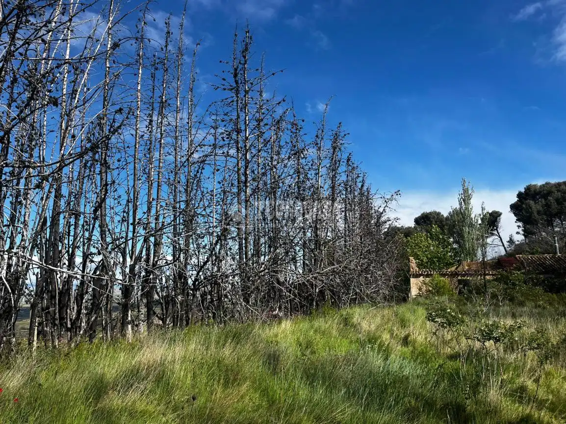Land for sale in Borja