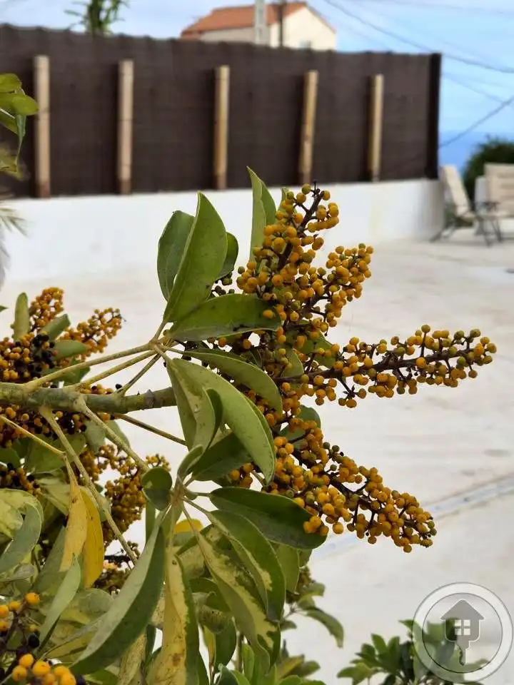 Jardí de Casa o xalet en venda en Adeje