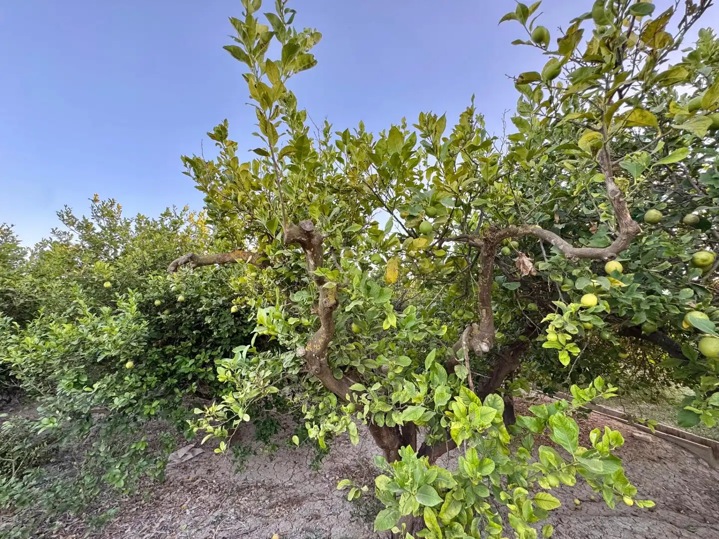 Land for sale in Orihuela