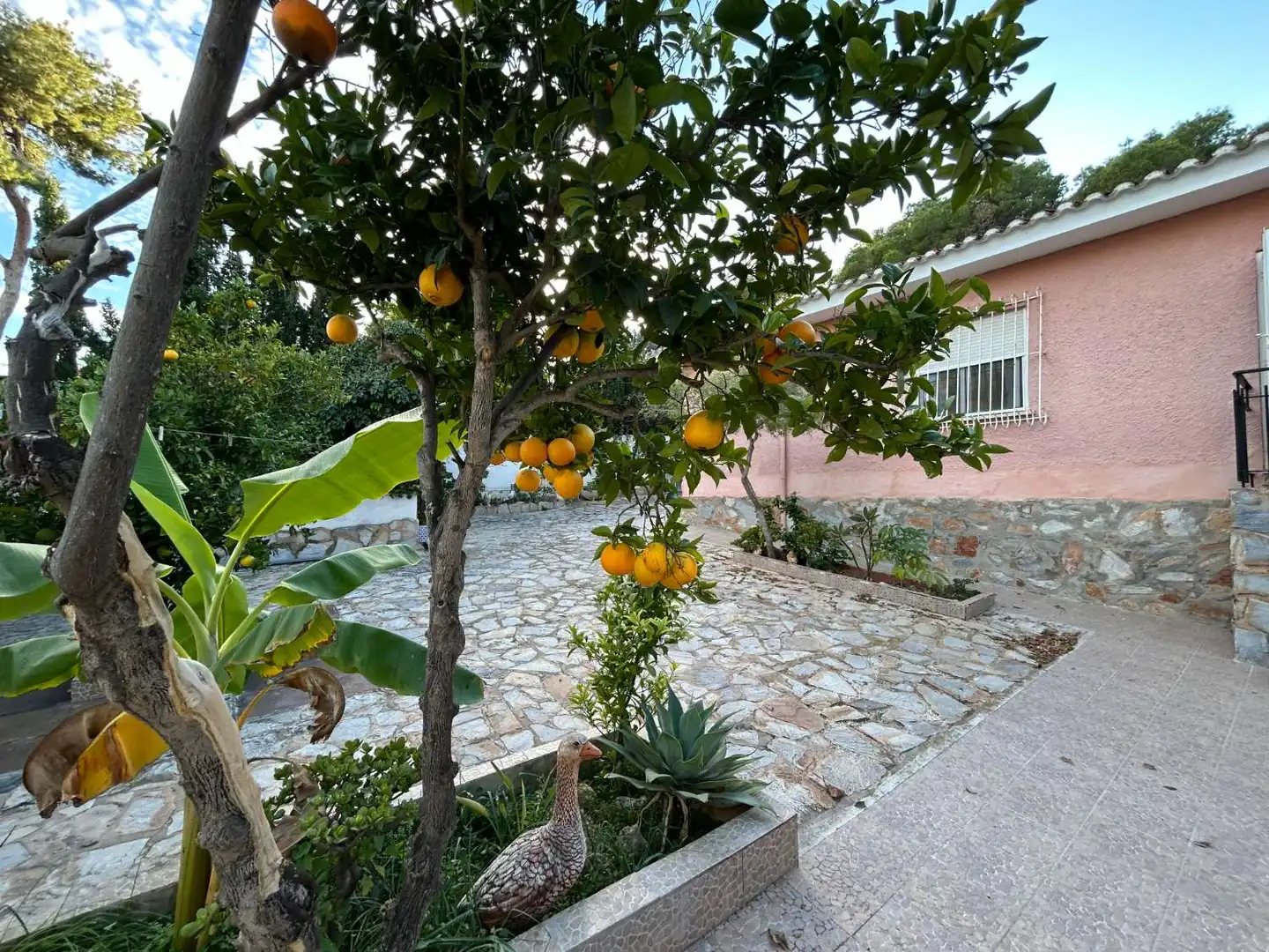 Jardín de Casa o chalet en venta en Torrevieja con Aire acondicionado, Trastero y Piscina