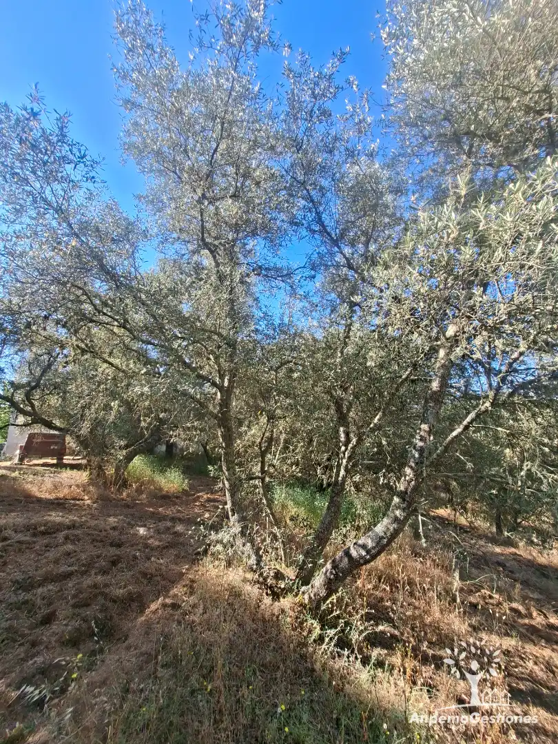 Land for sale in Las Navas de la Concepción