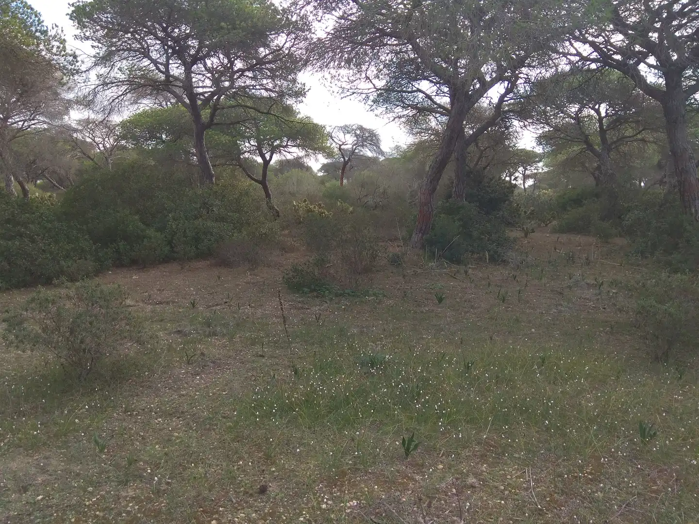 Terreno rustico in vendita a Tarifa ciudad