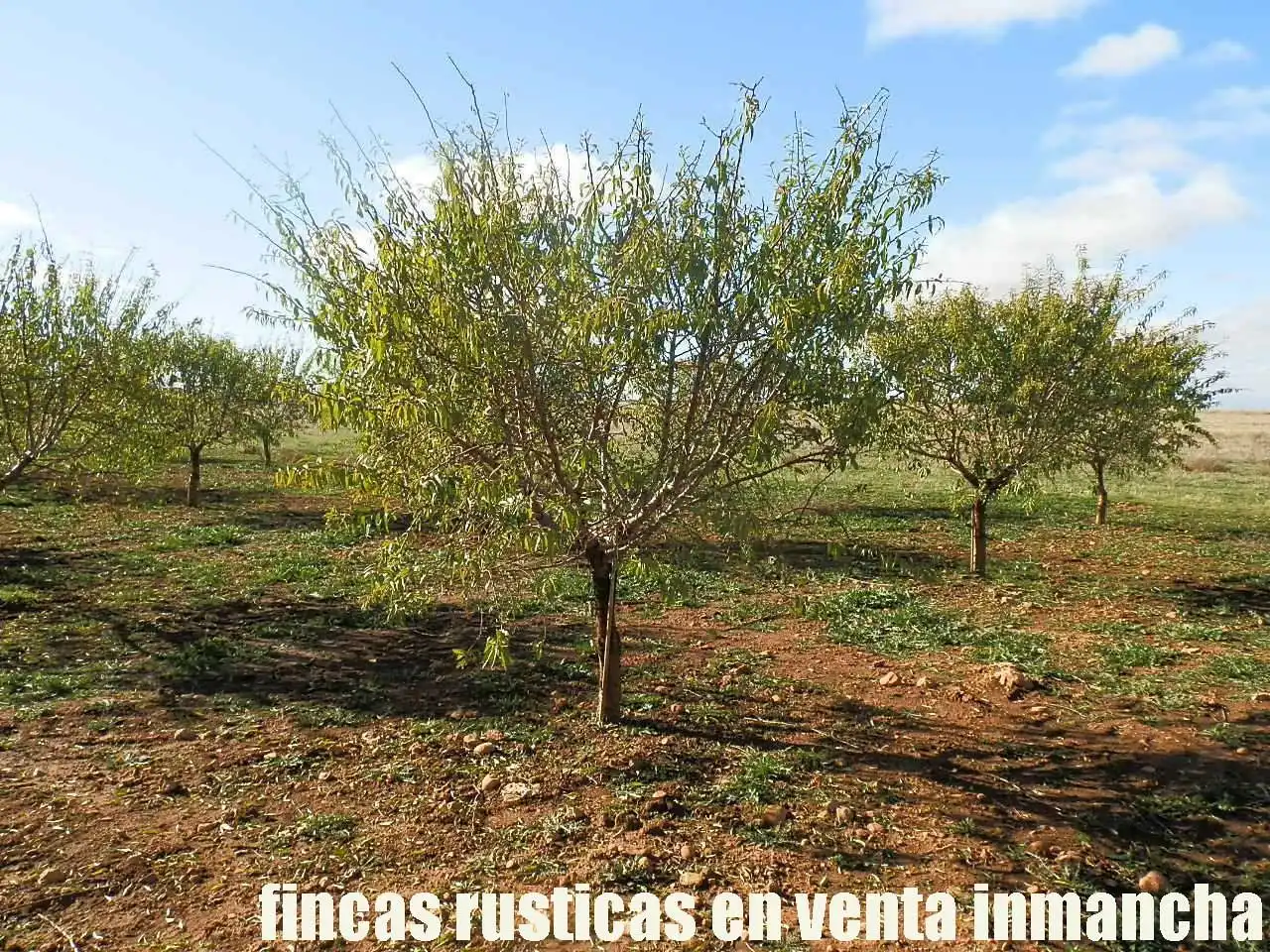 Terreno rústico en venta en Tomelloso, imagen 11