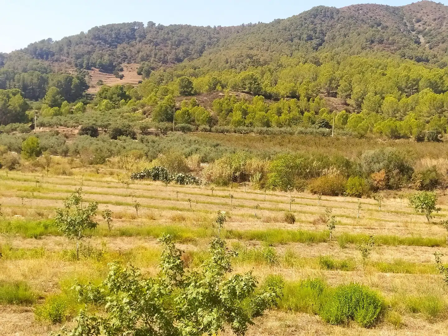 Terreno rustico in vendita a Riudecols, imagen 5