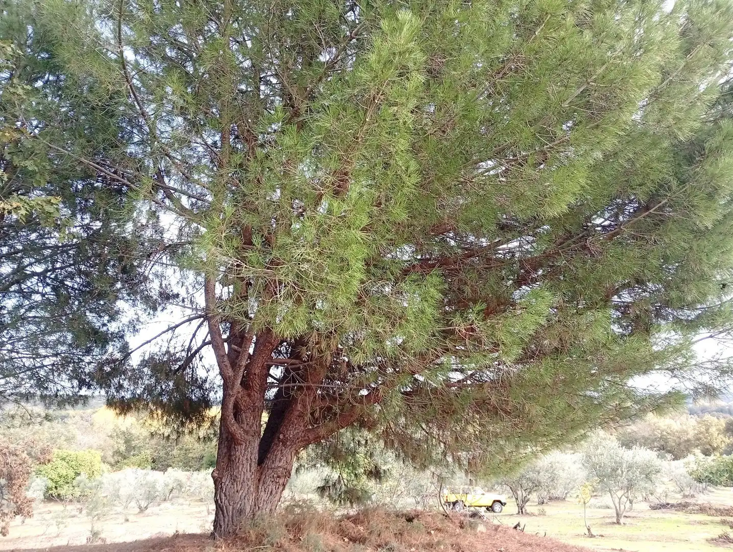 Terreni e lotti in vendita a Villanueva de la Vera, imagen 43