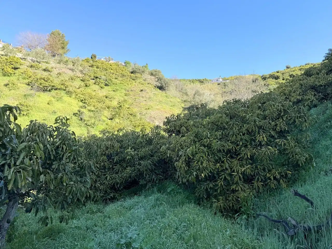 Land for sale in Canillas de Albaida