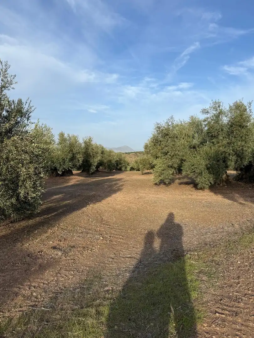 Land for sale in Benamejí