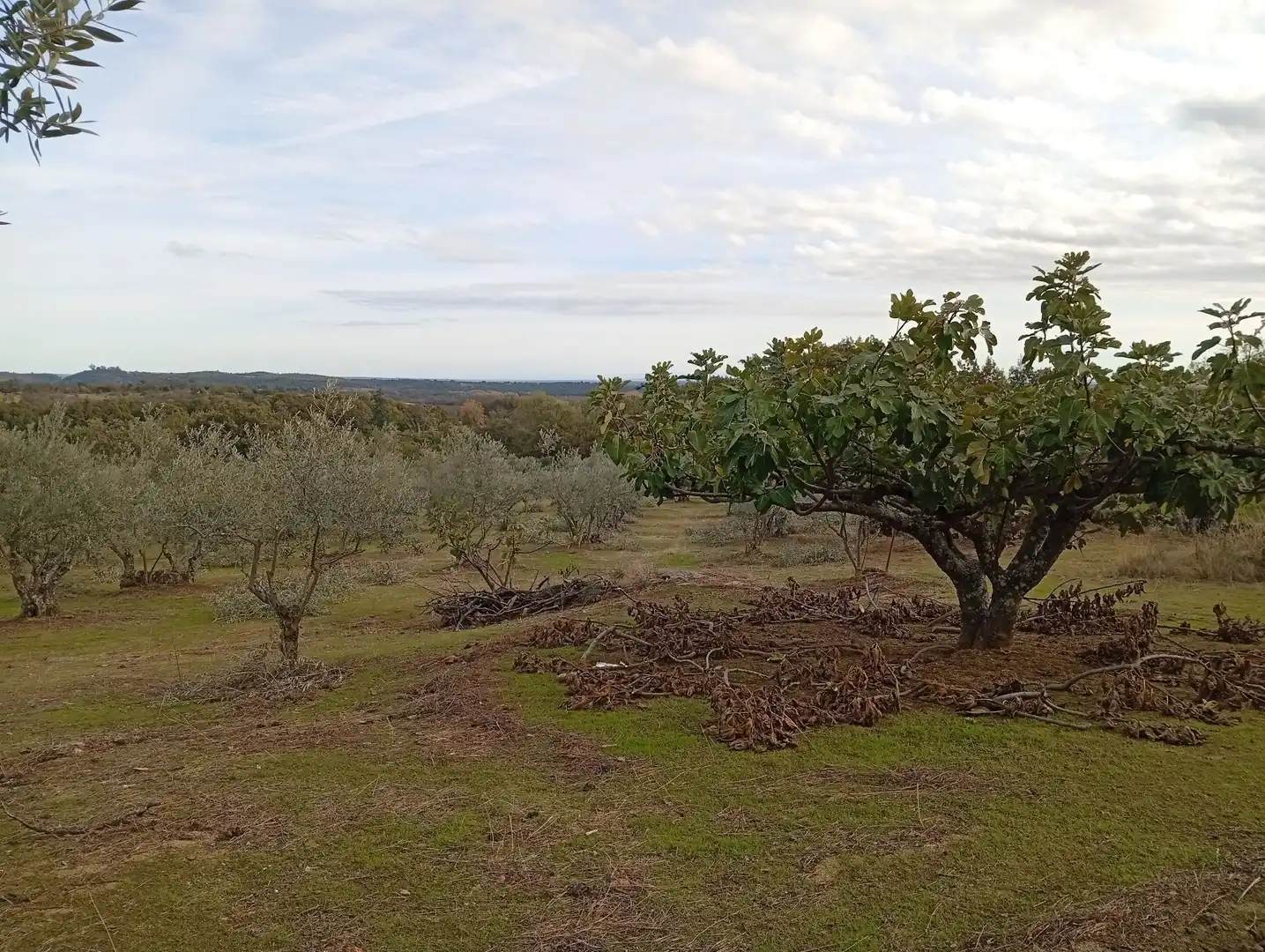 Terreni e lotti in vendita a Villanueva de la Vera, imagen 50