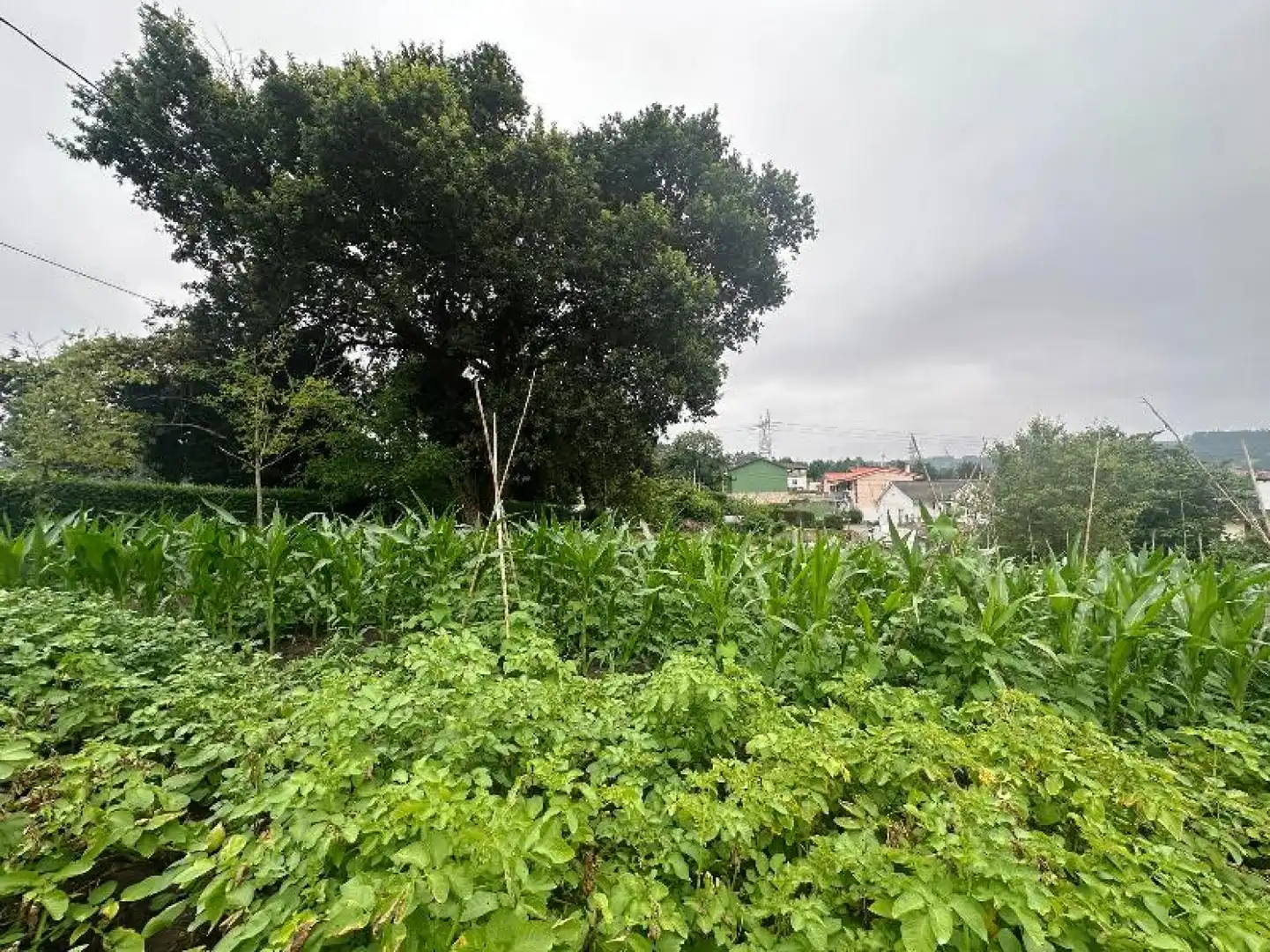 Land for sale in Reocín