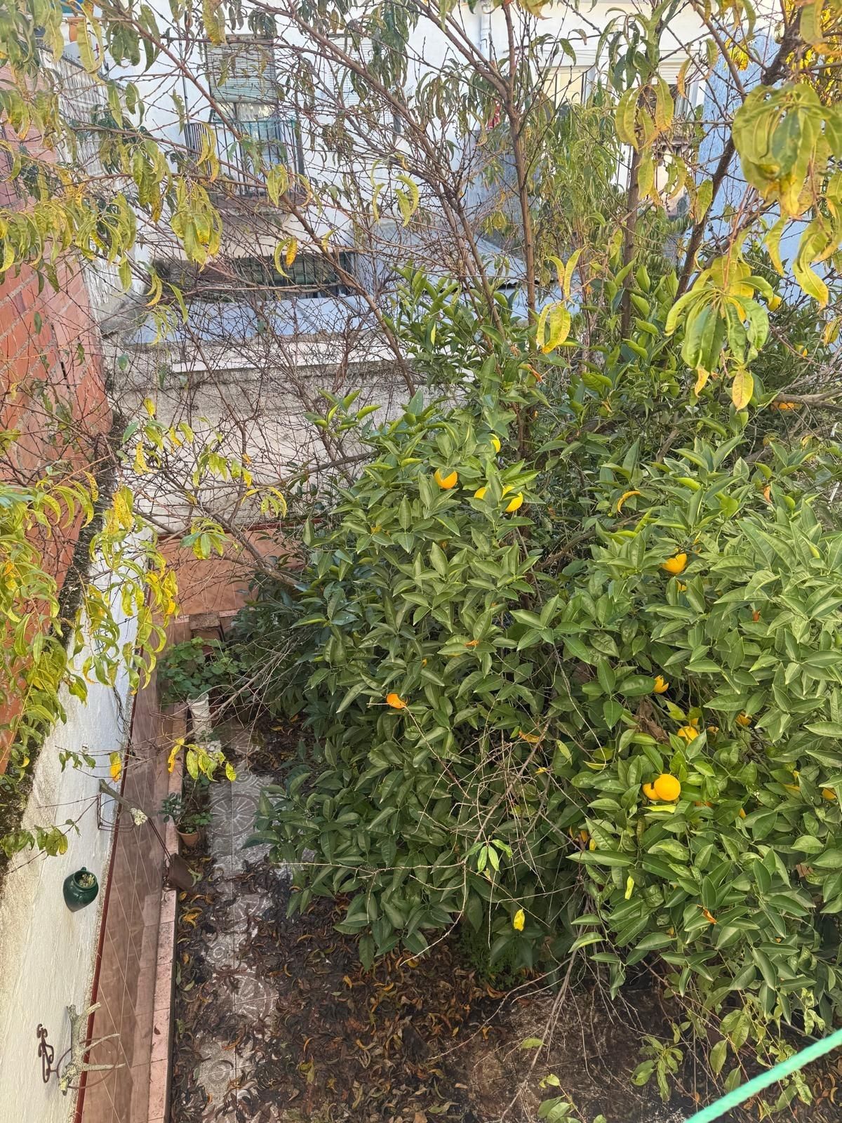 Jardí de Casa o xalet en venda en Cáceres Capital