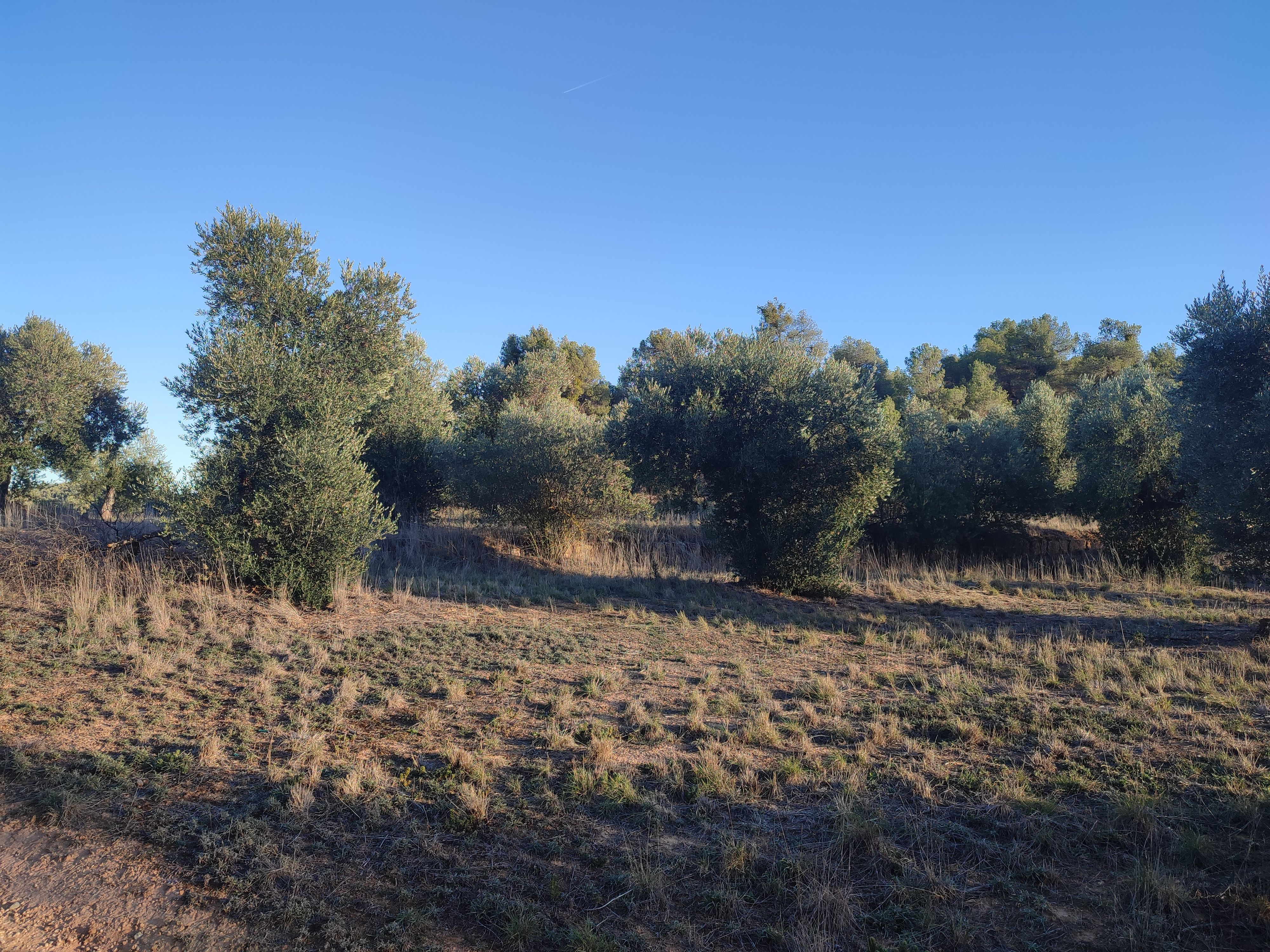 Land for sale in Juncosa
