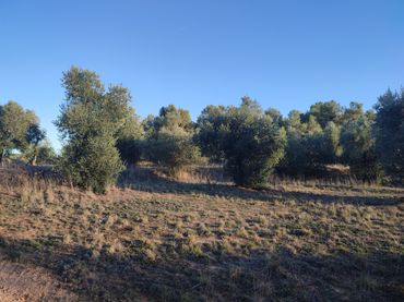 Terreno rustico in vendita a Juncosa