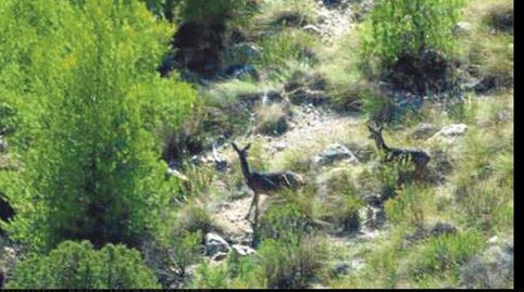 SE VENDE FINCA DE RECREO,  CAZA Y AGRICOLA