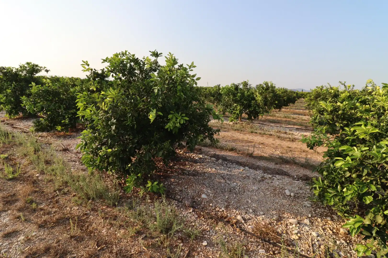 Terreny en venda en Vinaròs